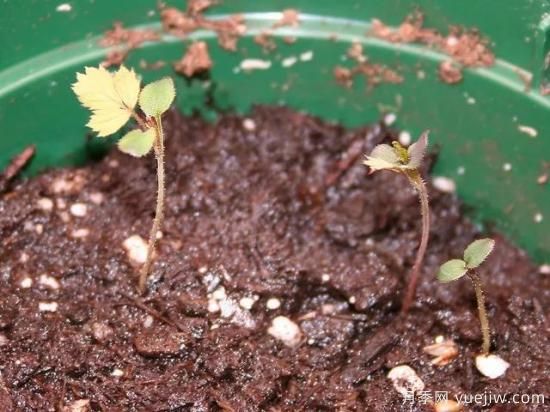 如何給月季花授粉？培育一個月季新品種要多久(圖4)