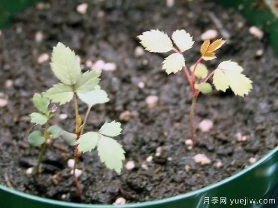 如何給月季花授粉？培育一個月季新品種要多久(圖5)