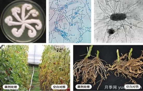 植物根結(jié)線蟲病難對(duì)付？生物農(nóng)藥有辦法(圖1)