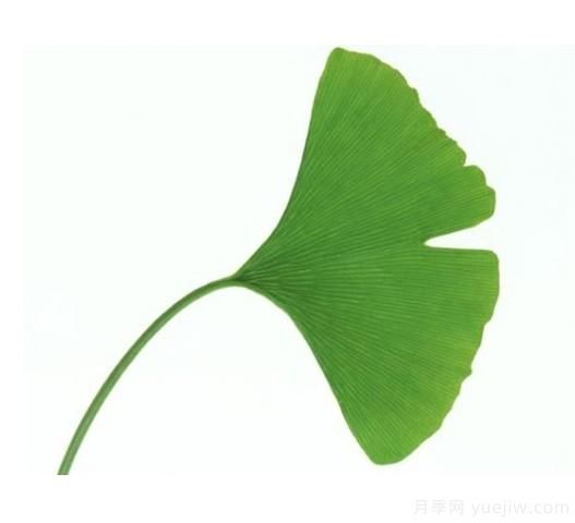 如何辨別銀杏雌雄植株？(圖1)