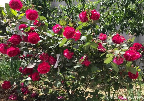 軟香紅月季，古老國(guó)月不輸歐月日月，四季勤開花(圖1)