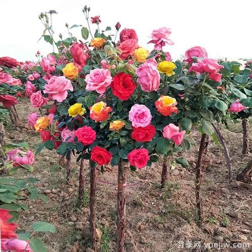 一棵樹狀月季，多色花朵，養(yǎng)在庭院里真漂亮(圖1)