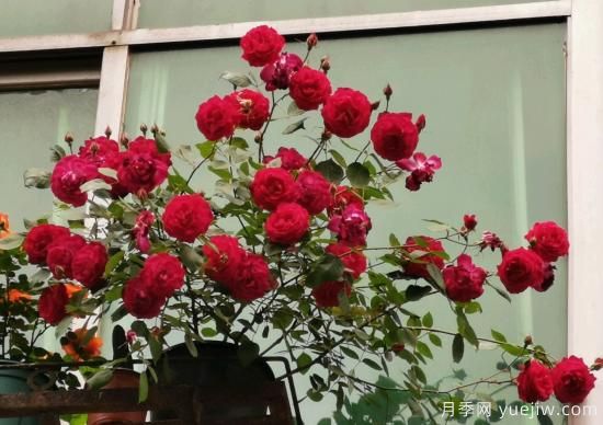 軟香紅月季，古老國(guó)月不輸歐月日月，四季勤開花(圖3)