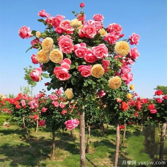一棵樹狀月季，多色花朵，養(yǎng)在庭院里真漂亮(圖2)