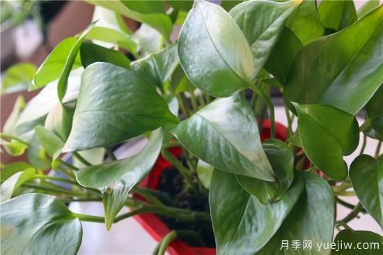 冬天綠蘿常見問題與解決方法！(圖1)