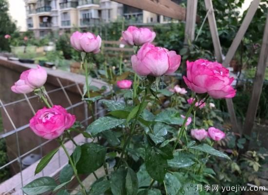 羊脂香水月季，以香聞名，花美如芍藥，四季能開(kāi)花(圖2)
