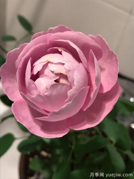 羊脂香水月季，以香聞名，花美如芍藥，四季能開(kāi)花(圖3)