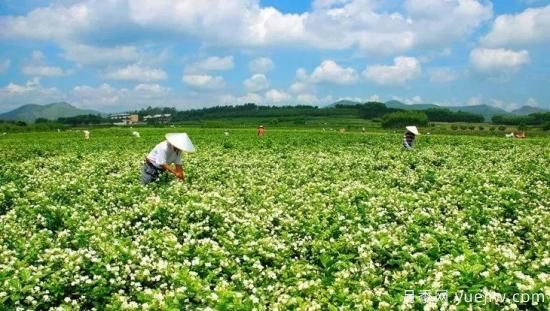 中國10大超級縣城，丹陽全球一半眼鏡，許昌全球八成假發(fā)(圖5)