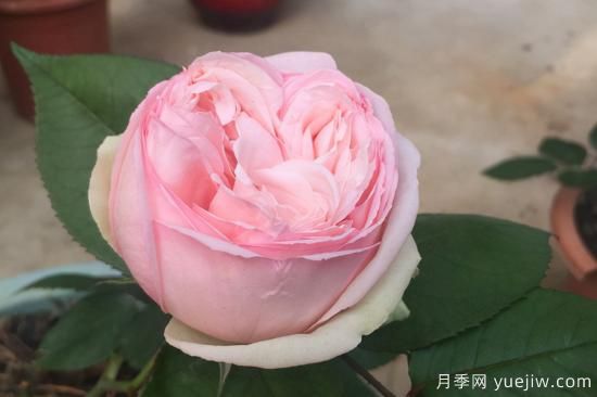 推薦8種粉色系月季品種，漂亮顏值甜蜜來襲(圖2)