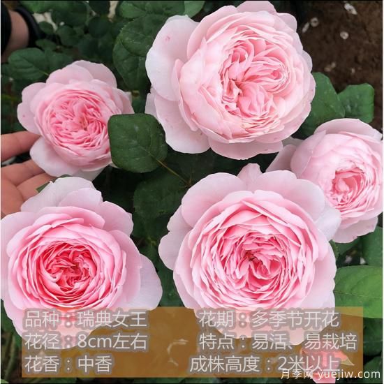 推薦8種粉色系月季品種，漂亮顏值甜蜜來襲(圖4)