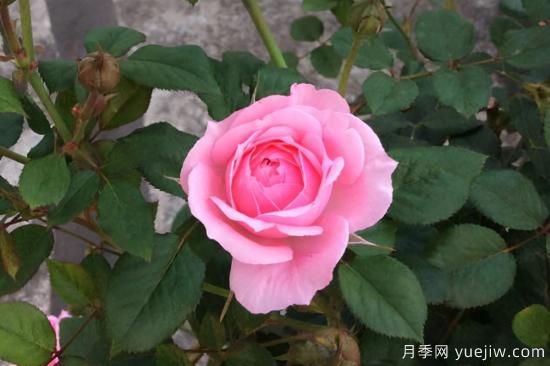 推薦8種粉色系月季品種，漂亮顏值甜蜜來襲(圖5)