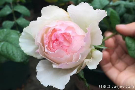 推薦8種粉色系月季品種，漂亮顏值甜蜜來襲(圖7)