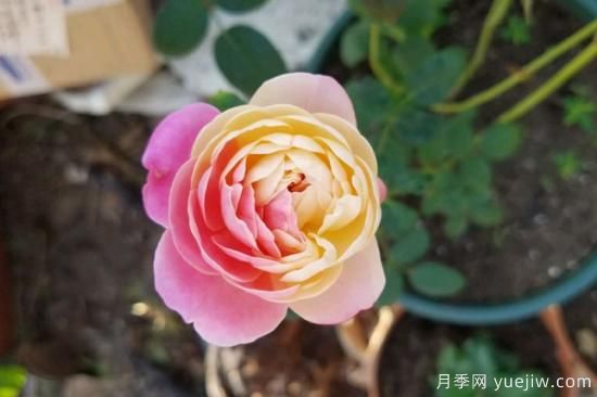 推薦8種粉色系月季品種，漂亮顏值甜蜜來襲(圖8)