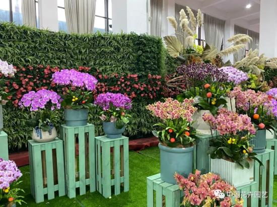 第九屆沭陽花木節(jié) 用顏色經(jīng)濟創(chuàng)造美麗生活(圖3)