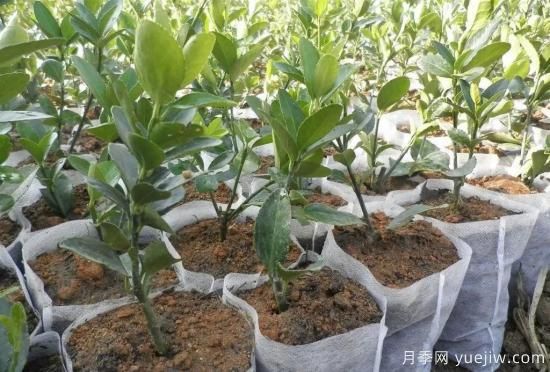 育苗容器影響苗木生長(zhǎng)嗎？應(yīng)該如何選擇容器苗？(圖4)
