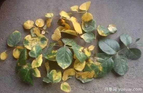 大花月季葉子發(fā)黃怎么辦？月季葉子發(fā)黃的原因(圖1)