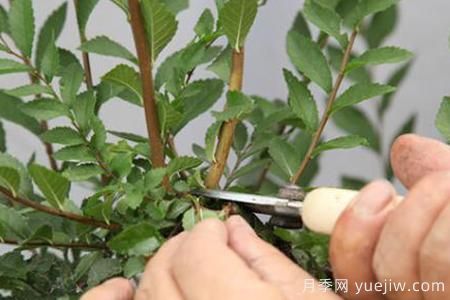 秋季果汁陽(yáng)臺(tái)月季花苗如何修剪(圖1)