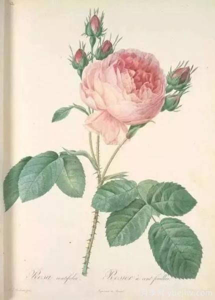 談?wù)勚袊?guó)月季的發(fā)展史，致敬中國(guó)的月季育種家前輩們！(圖3)
