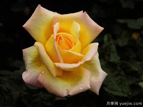 談?wù)勚袊?guó)月季的發(fā)展史，致敬中國(guó)的月季育種家前輩們！(圖6)