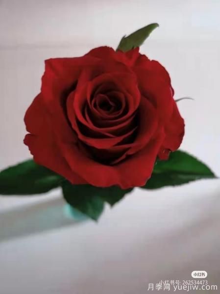 紅色切花月季經(jīng)典主流，推薦十種經(jīng)典常見的紅玫瑰(圖2)