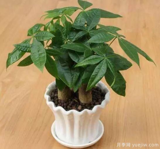發(fā)財(cái)樹***容易養(yǎng)死的幾大原因，避開才能養(yǎng)的好！(圖1)