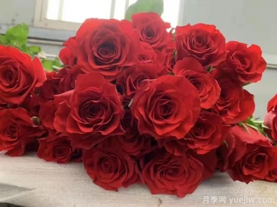 紅色切花月季經(jīng)典主流，推薦十種經(jīng)典常見的紅玫瑰(圖5)