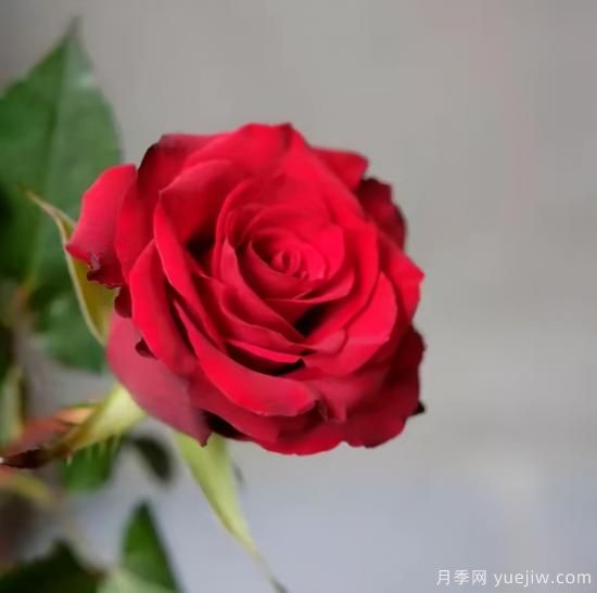 紅色切花月季經(jīng)典主流，推薦十種經(jīng)典常見的紅玫瑰(圖7)