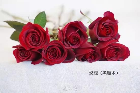 紅色切花月季經(jīng)典主流，推薦十種經(jīng)典常見的紅玫瑰(圖8)