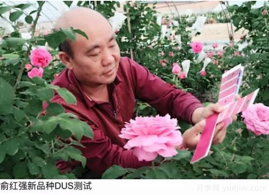談?wù)勚袊?guó)月季的發(fā)展史，致敬中國(guó)的月季育種家前輩們！(圖14)