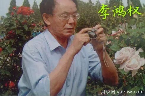 談?wù)勚袊?guó)月季的發(fā)展史，致敬中國(guó)的月季育種家前輩們！(圖17)