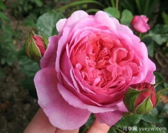 大花月季中的開(kāi)花機(jī)器--肯特公主月季，花朵鮮艷多姿(圖1)