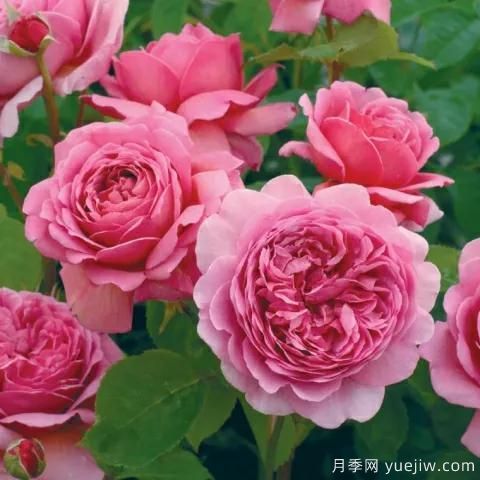 大花月季中的開(kāi)花機(jī)器--肯特公主月季，花朵鮮艷多姿(圖2)