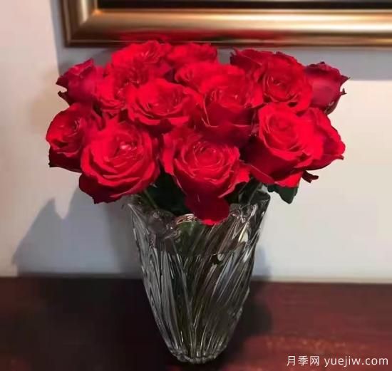 紅色切花月季經(jīng)典主流，推薦十種經(jīng)典常見的紅玫瑰(圖10)