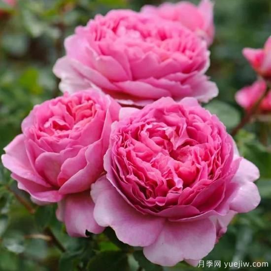 大花月季中的開(kāi)花機(jī)器--肯特公主月季，花朵鮮艷多姿(圖3)