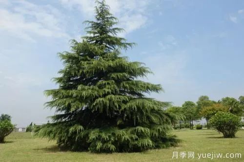 大樹裸根移植法，快來學(xué)學(xué)！(圖1)