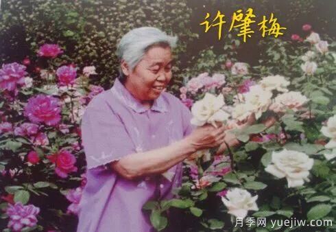 談?wù)勚袊?guó)月季的發(fā)展史，致敬中國(guó)的月季育種家前輩們！(圖20)