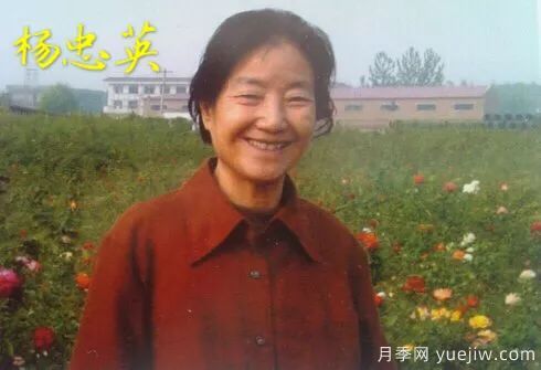 談?wù)勚袊?guó)月季的發(fā)展史，致敬中國(guó)的月季育種家前輩們！(圖22)