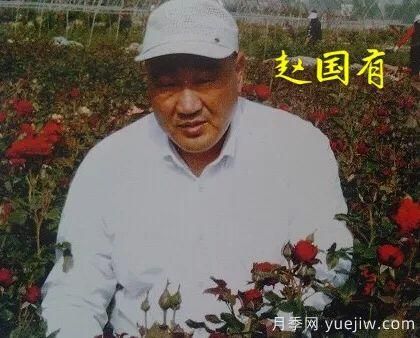 談?wù)勚袊?guó)月季的發(fā)展史，致敬中國(guó)的月季育種家前輩們！(圖24)