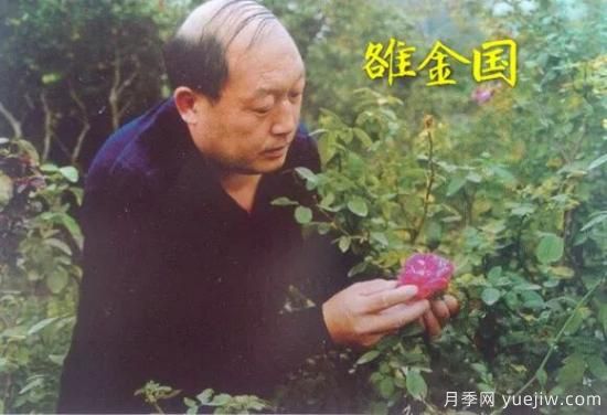 談?wù)勚袊?guó)月季的發(fā)展史，致敬中國(guó)的月季育種家前輩們！(圖26)