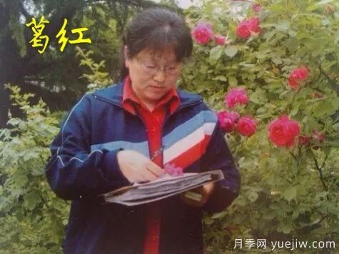 談?wù)勚袊?guó)月季的發(fā)展史，致敬中國(guó)的月季育種家前輩們！(圖27)