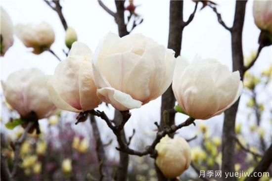 南陽玉蘭基地告訴您白玉蘭養(yǎng)護(hù)的五個(gè)步驟(圖1)