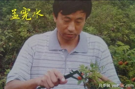 談?wù)勚袊?guó)月季的發(fā)展史，致敬中國(guó)的月季育種家前輩們！(圖30)
