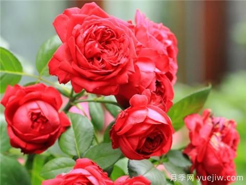 掌握月季花施肥技巧，讓月季花開不斷(圖1)