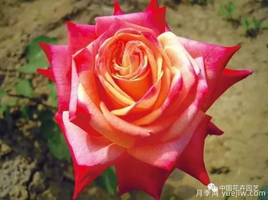 談?wù)勚袊?guó)月季的發(fā)展史，致敬中國(guó)的月季育種家前輩們！(圖38)