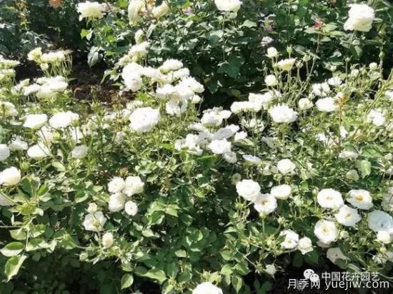 談?wù)勚袊?guó)月季的發(fā)展史，致敬中國(guó)的月季育種家前輩們！(圖39)