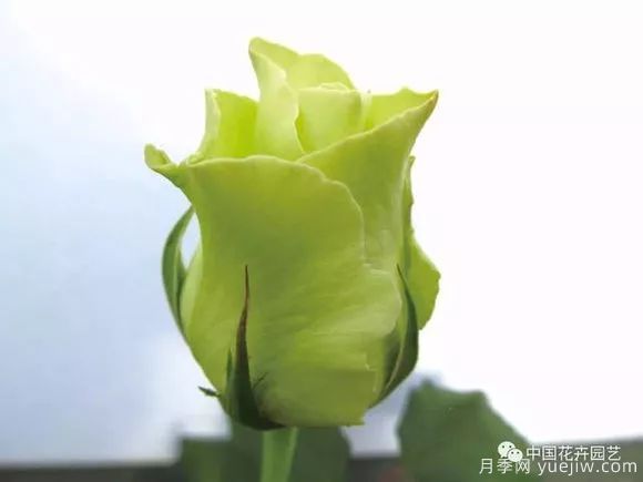 談?wù)勚袊?guó)月季的發(fā)展史，致敬中國(guó)的月季育種家前輩們！(圖43)