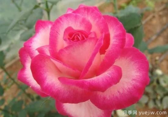 談?wù)勚袊?guó)月季的發(fā)展史，致敬中國(guó)的月季育種家前輩們！(圖48)