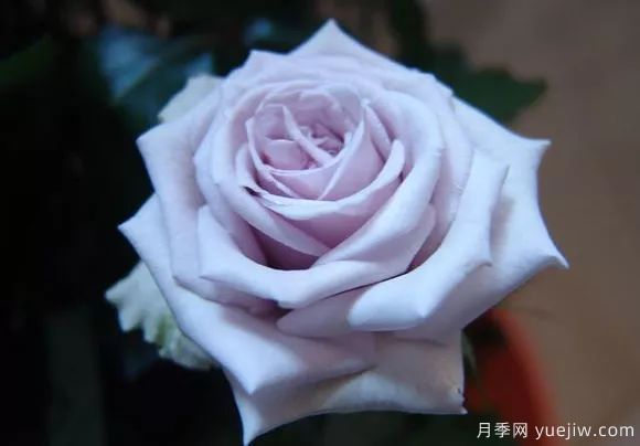 談?wù)勚袊?guó)月季的發(fā)展史，致敬中國(guó)的月季育種家前輩們！(圖50)