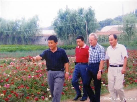 談?wù)勚袊?guó)月季的發(fā)展史，致敬中國(guó)的月季育種家前輩們！(圖51)