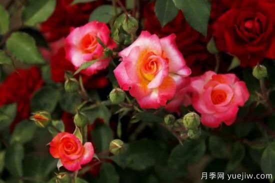 談?wù)勚袊?guó)月季的發(fā)展史，致敬中國(guó)的月季育種家前輩們！(圖52)